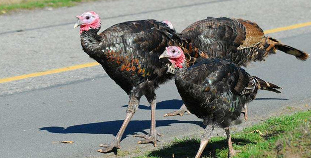 Turkey Trot